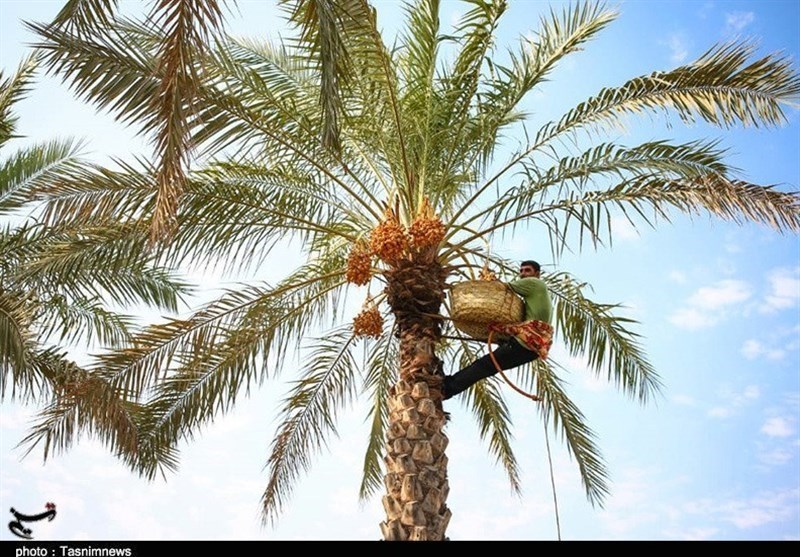 اخبار استان بوشهر , اخبار دشتستان , استانداری بوشهر , 