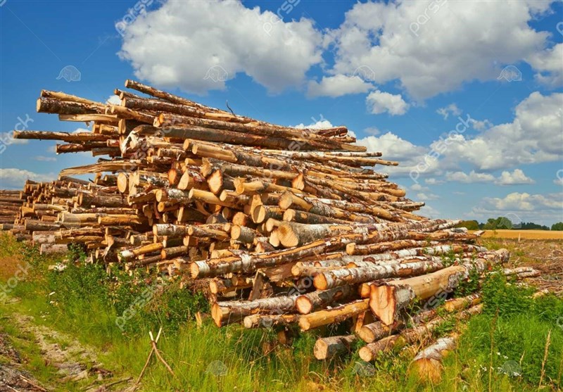 اخبار استان مازندران , اخبار ساری , سازمان منابع طبیعی , قاچاق , نظام مسائل استان مازندران , 