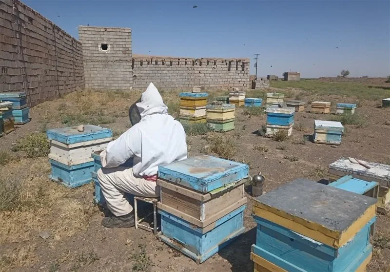 اخبار استان مازندران , کشاورزی , 