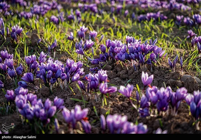 اخبار استان مازندران , اخبار ساری , کشاورزی , 