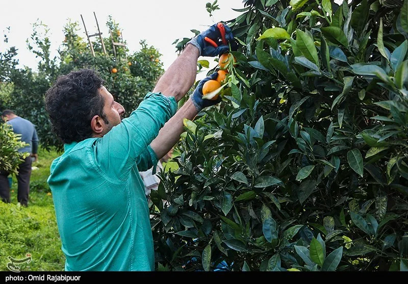 اخبار استان مازندران , اخبار ساری , 