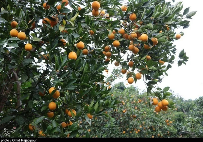 اخبار استان مازندران , اخبار ساری , 