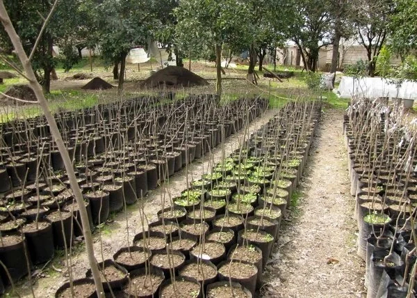 ساحل زیر چتر درختان؛ احیای جنگل ادامه دارد