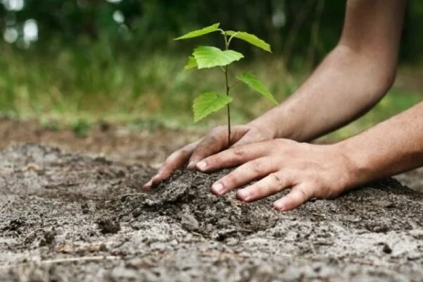 ساحل زیر چتر درختان؛ احیای جنگل ادامه دارد
