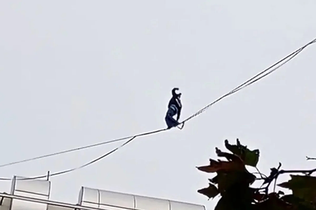 بند+بازی+رو+سیم+برق