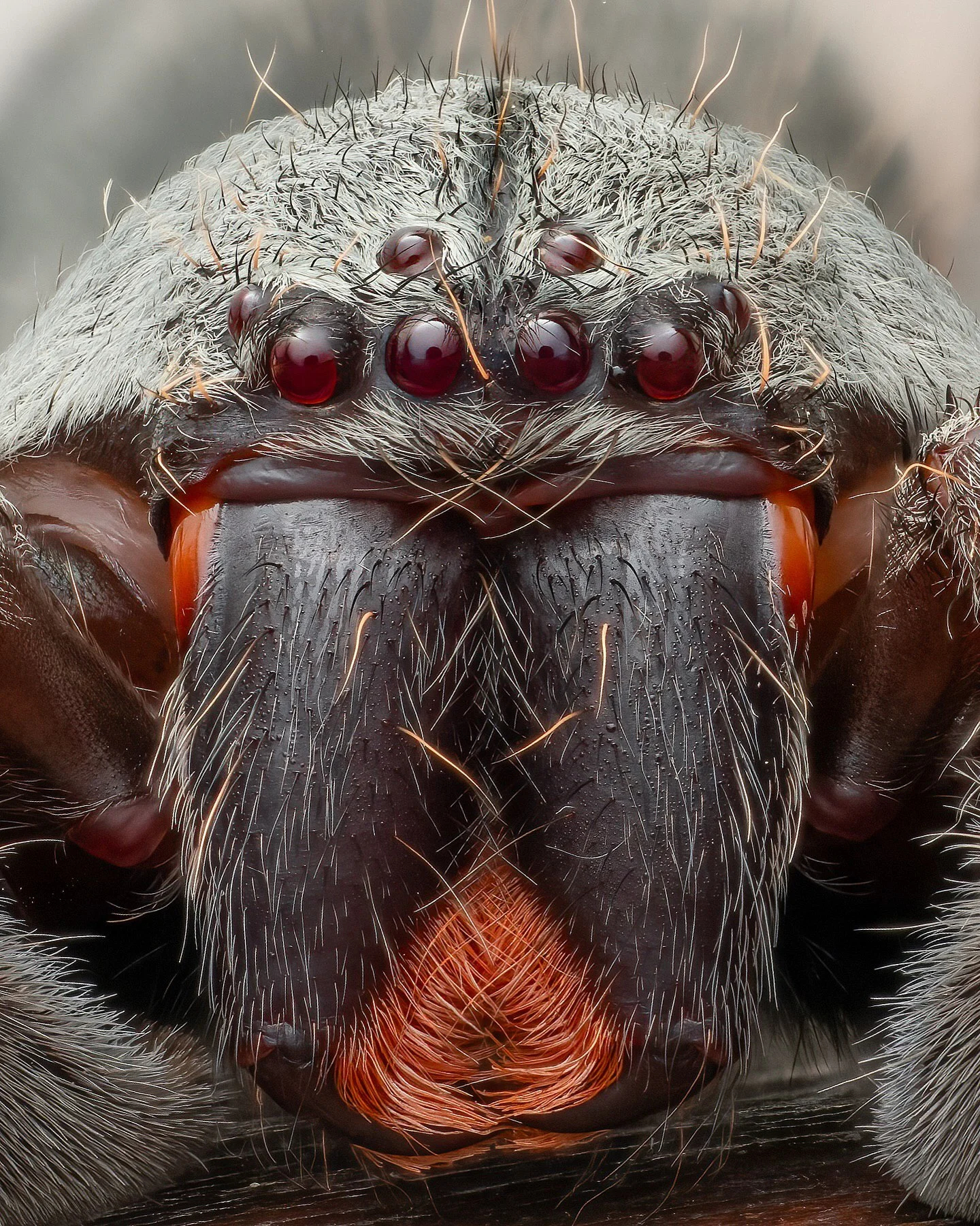 تصویر ماکرو و نمای نزدیک از صورت یک عنکبوت هانستمن (Huntsman Spider) که چشمان مهره‌ای قرمز رنگ و موهای قرمز رنگ اطراف نیش‌های آن به وضوح دیده می‌شود؛ این عنکبوت در جنگل‌های بارانی چوکو اکوادور عکسبرداری شده است.