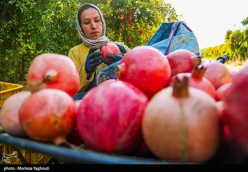 اخبار استان مازندران , اخبار ساری , کشاورزی , 