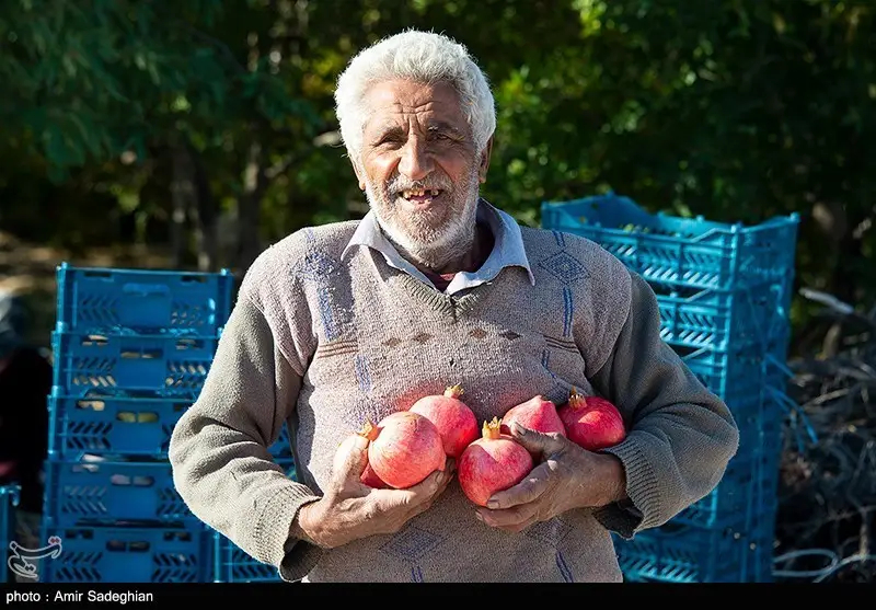 اخبار استان مازندران , اخبار ساری , کشاورزی , 