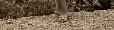 مهر