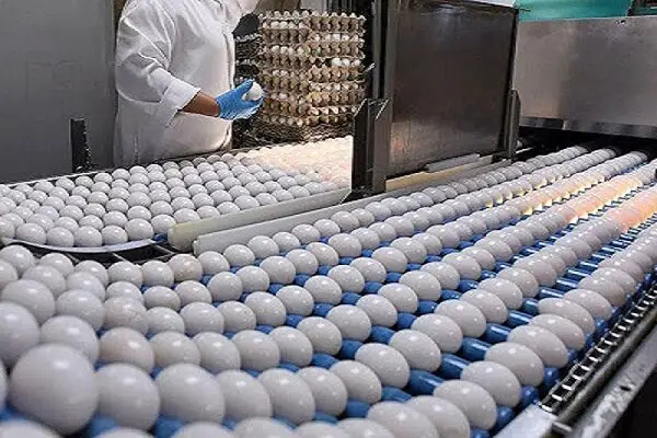 استان سمنان در چنگال بی‌تدبیری؛ افزایش ۸۰۰ درصدی قیمت تخم‌مرغ طی ۵ سال