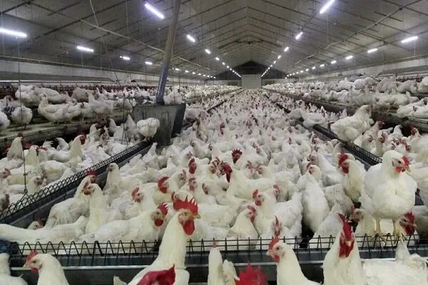 گرانی مرغ در کهگیلویه و بویراحمد؛ از سوءمدیریت تا مافیاهای بازار