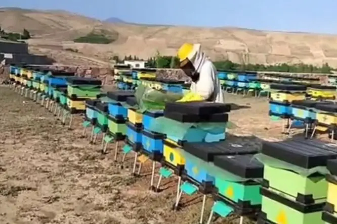 کلیبر و میراثی که هنوز زنده است