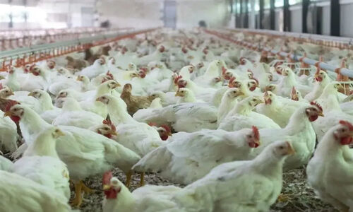بردسکن رکوردشکنی کرد؛ 371 هزار جوجه‌ریزی در یک ماه و جهش تولید مرغ!