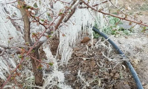 هشدار نارنجی هواشناسی کرمان: سرمازدگی تهدید جدی محصولات کشاورزی جنوب استان!