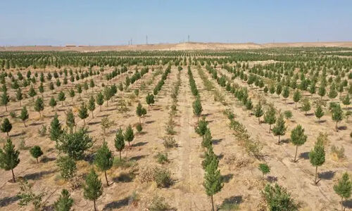 معاون وزیر جهاد کشاورزی از بزرگ‌ترین پارک جنگلی قم بازدید کرد؛ راز استفاده هوشمندانه از پساب‌های شهری فاش شد!