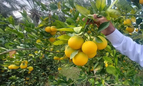 مازندران رکورد زد؛ ۴۴ هزار تن مرکبات شگفت‌انگیز راهی بازارهای جهانی شد!