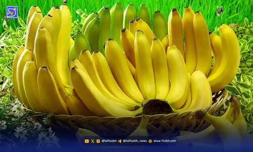 زمان طلایی خوردن موز؛ راز شیرینی و خاصیت‌های پنهان موز نارس و رسیده