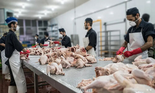 چرا مرغ با ارز ترجیحی گران‌تر از حد انتظار است؟ راز افزایش قیمت‌های نجومی مرغ در بازار