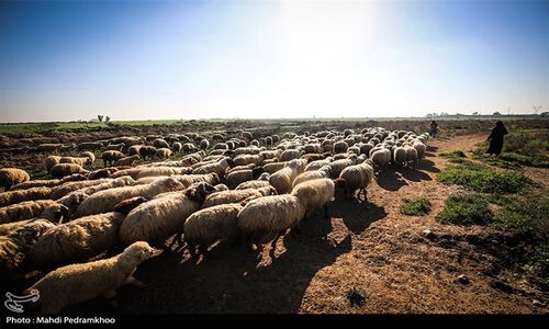 شناسایی 44 کانون تب برفکی در کردستان؛ دام‌ها در معرض خطر جدی قرار گرفتند