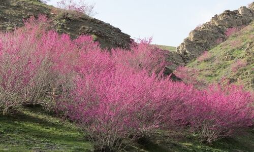 استاندار ایلام با بازدید از طرح‌های گردشگری، آینده درخشان این استان را رقم زد!