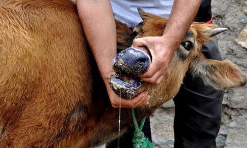 هشدار جدی سالاری به دامداران جنوب کرمان: تب برفکی مرگبار در کمین است!