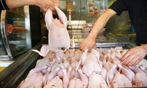 اصغری: تولید گوشت مرغ در آذربایجان‌غربی در وضعیت مطلوب قرار دارد
