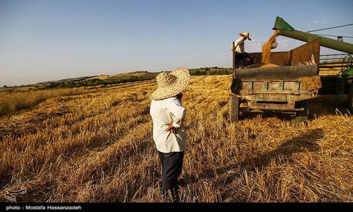 سیاست‌های بی‌پشتوانه در ‌کشاورزی ایران/ الگوی کشت شکست خورد/ سود کشاورزان آب رفت!