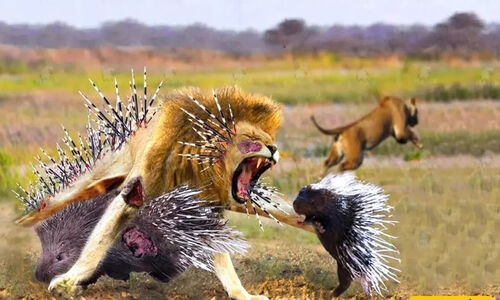 (ویدئو) مستند حیات وحش/ راز بقا، این داستان: قلدری به سبک جوجه تیغی برای مار و شیرها