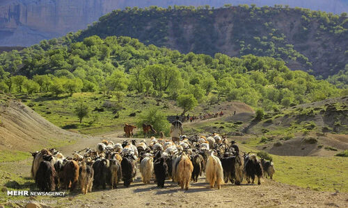 سیلاب ۷ میلیارد تومان خسارت به دام و زیرساختهای عشایری ایلام وارد کرد