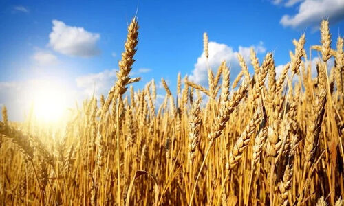 آخرین دستاوردهای پژوهشی و علمی در حوزه کشاورزی استان ایلام