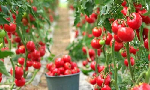 آغاز برداشت گوجه‌فرنگی مرغوب از ۳۰۰ هکتار مزارع بستک؛ راز موفقیت کشاورزان چیست؟