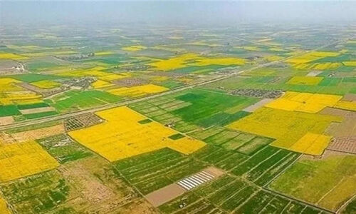 چرا فقط 70 درصد اراضی کشاورزی سنددار اعلام شد؟ واقعیت پشت آمارهای رسمی!