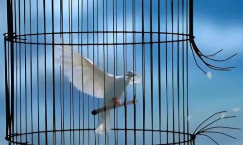 آزادی ۶ زن زندانی جرایم غیرعمد در جشن گلریزان ویژه در فرودگاه کرمان
