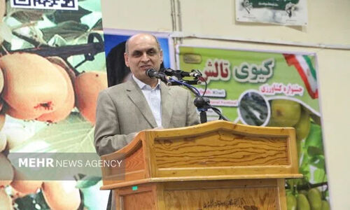 برداشت شگفت‌انگیز ۲۰۰ هزار تن کیوی از باغات گیلان در سال جاری!