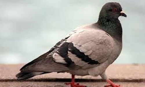 کبوتران جاسوس روسیه: پهپادهای زنده با هوش مصنوعی در آسمان ایران!