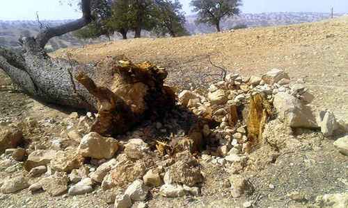 دستگاه قضائی با قطع‌کنندگان غیرمجاز درختان بندپی بابل چگونه برخورد کرد؟