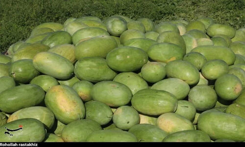 برداشت هندوانه پاییزه در میناب؛ یلدای متفاوت با طعمی تازه و خارج از فصل!