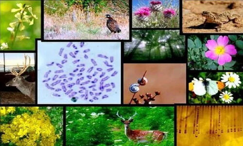کمیته ملی هوشمندسازی حفاظت از تنوع زیستی؛ بررسی فناوری‌های نوین برای نجات طبیعت ایران