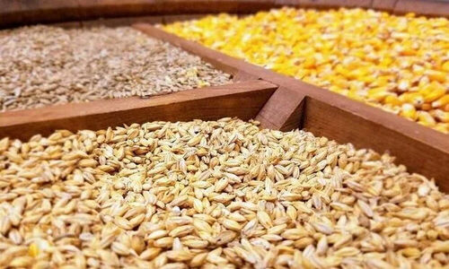 تسهیل واردات نهاده‌های دامی؛ آیا عطش بازار کاهش یافت؟