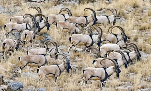 آغاز سرشماری زمستانه پستانداران شاخص همدان؛ گامی مهم برای حفاظت هوشمندانه!