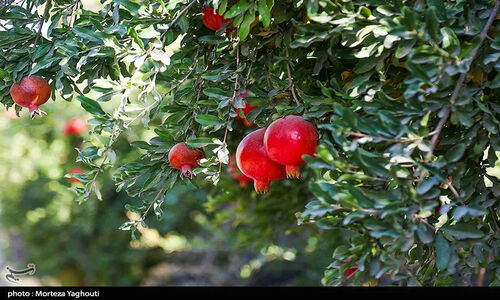 راز طلای سرخ مازندران؛ محصولی که برنج و مرکبات را پشت سر گذاشت!
