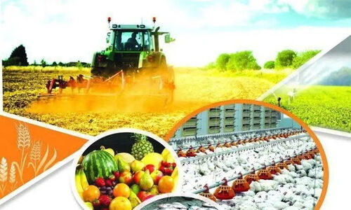 چرا امنیت غذایی ایران با کشت فراسرزمینی گندم به مرحله‌ای حیاتی رسید؟