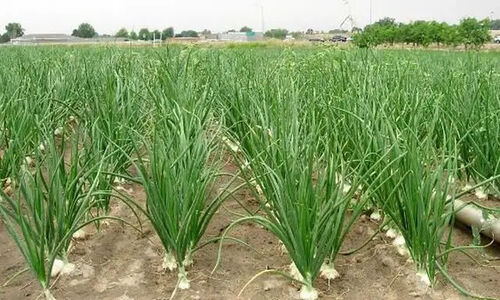 طرح نوآورانه در کلات؛ باغات گردو جای خود را به موسیر با ارزش غذایی شگفت‌انگیز دادند!
