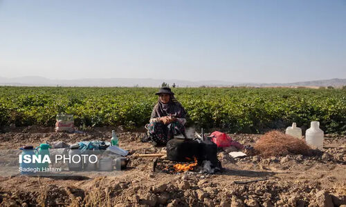 باران سیل‌آسا ۵۰۰ هکتار مزارع گوجه‌فرنگی دیّر را در معرض خطر جدی قرار داد!