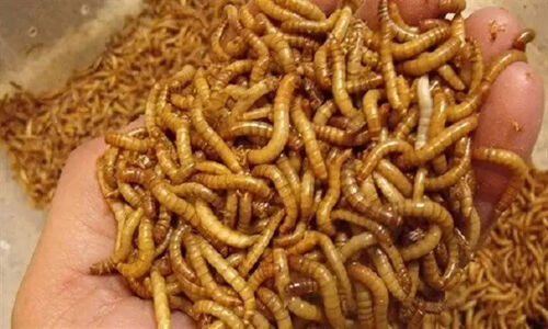 شروع طرح توسعه پرورش میل‌ورم؛ فرصت طلایی برای زنان روستایی سیستان