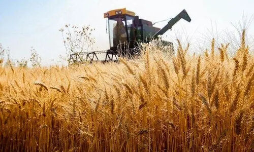کشت ۱۱ رقم گندم در مزارع مشارکتی سمنان؛ کشاورزان پیشرو در جستجوی بهره‌وری بالاتر!