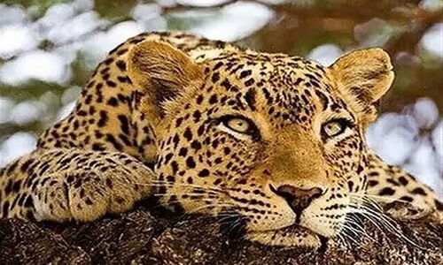 شکار لحظه‌ای و هیجان‌انگیز از پلنگ ایرانی در عمق پارک ملی صیدوا + ویدئو خاص