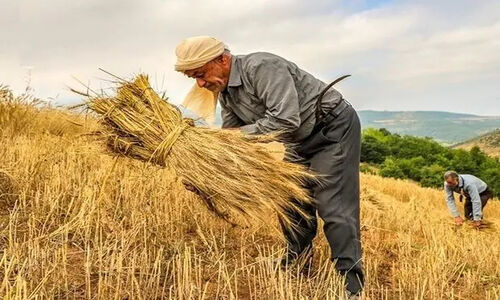 رکوردشکنی اعتبارات کشاورزی در چهارمحال و بختیاری؛ جهش بی‌سابقه در توسعه پایدار!