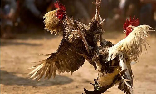 درگیری نفس‌گیر خروس‌های وحشی برای محافظت از جوجه‌ها در مرغدونی خاص!