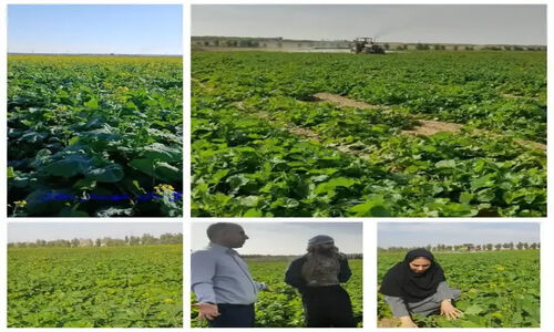 پایش مستمر و میدانی برای مقابله با تهدید انگل «گل جالیز» در مزارع کلزای دهلران
